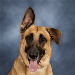 Kane, a fawn shepherd with a black mask
